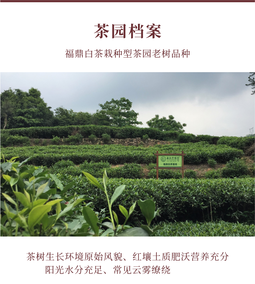 國禮-12秋露華香-10-1.png