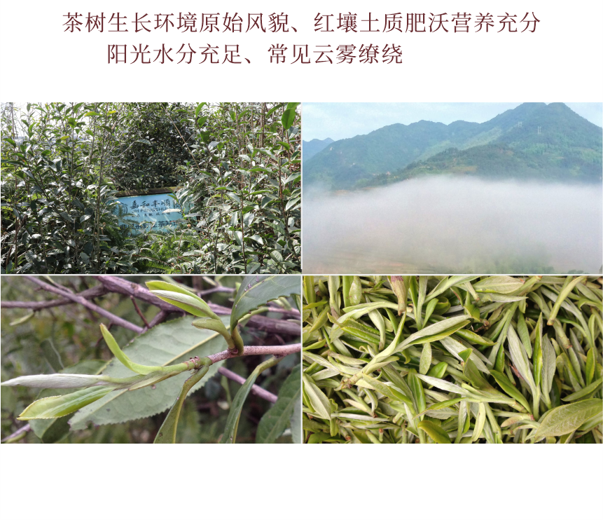 野山-13疊翠流金-10-2.png
