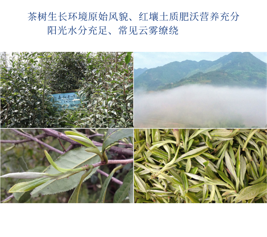 傳世-19至尊鳳毫-10-2.png