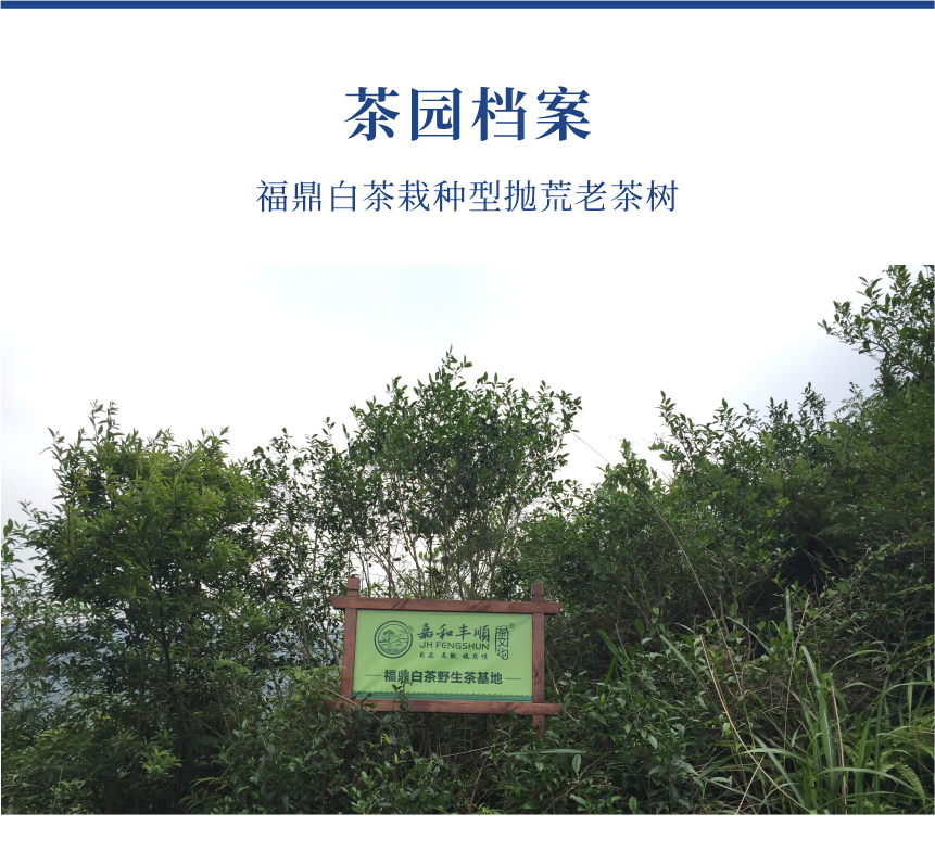 傳世-23至尊鳳毫-10-1.png