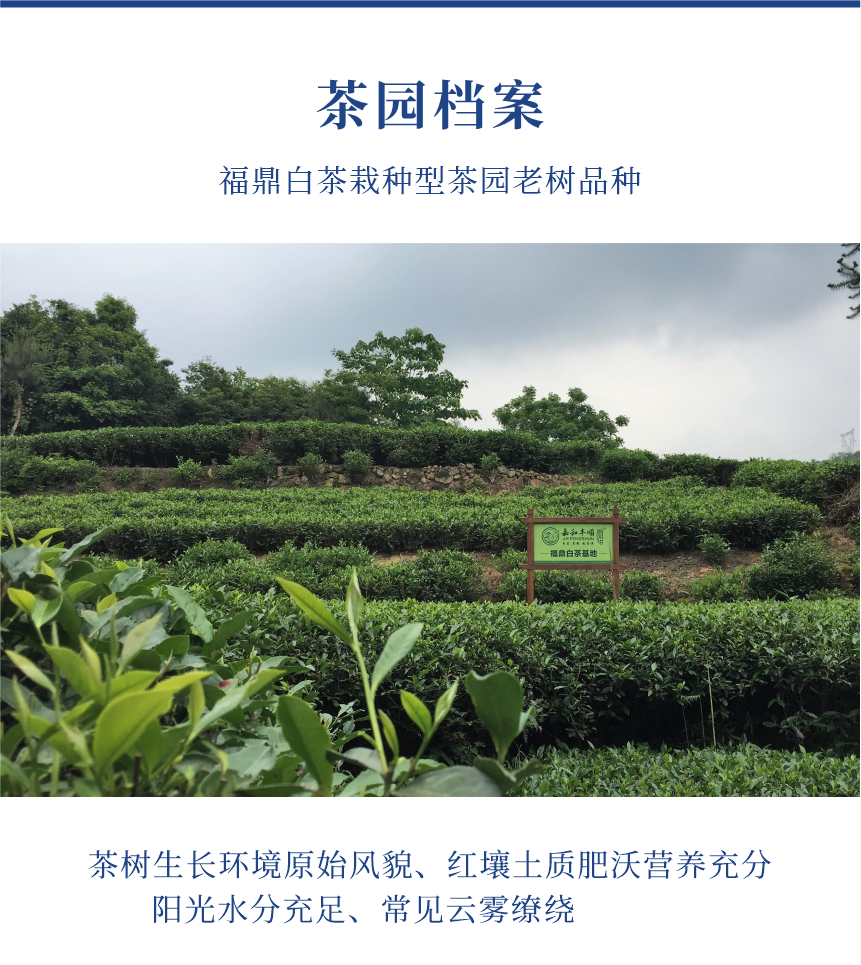 匠心-22至尊鳳毫-10-1.png