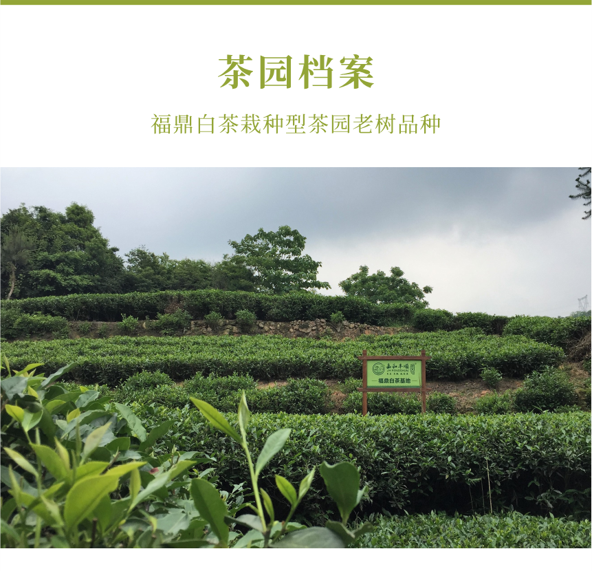 匠心-18春山疏韻-10-1.png