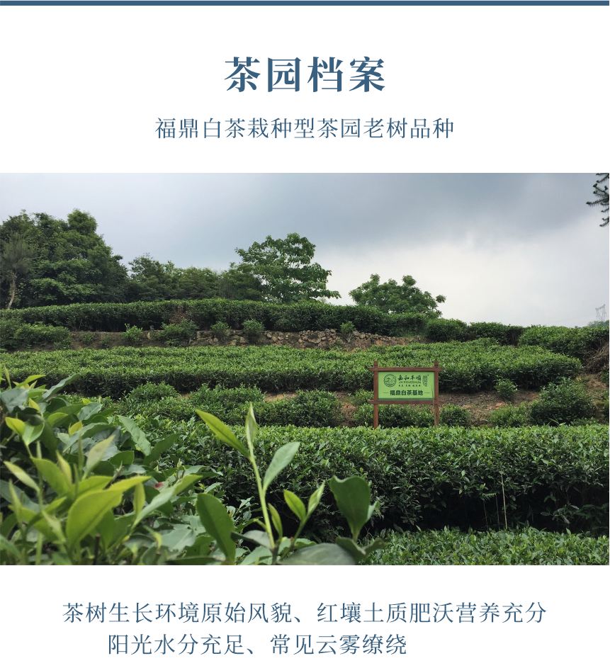 匠心-19天成國(guó)色-10-1.png