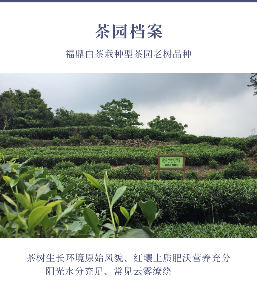 國(guó)禮-23天成國(guó)色-10-1.png